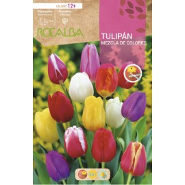 S.BOLBO RO.GAVETA 100 TULIPA MISTURA CORES-BUTN0230