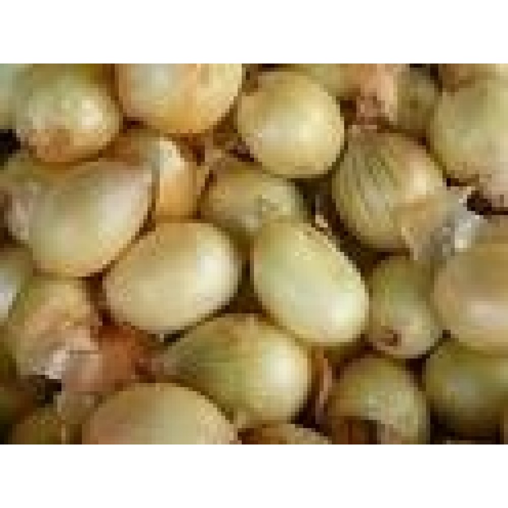 CEBOLA PARA CONSUMO   - SACO 5KG