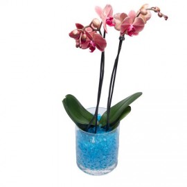 GELATINA COLORIDA CRISTAIS AGUA AZUL TURQUESA- 150ML