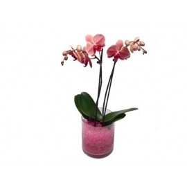 GELATINA COLORIDA CRISTAIS AGUA PURPURA- 150ML
