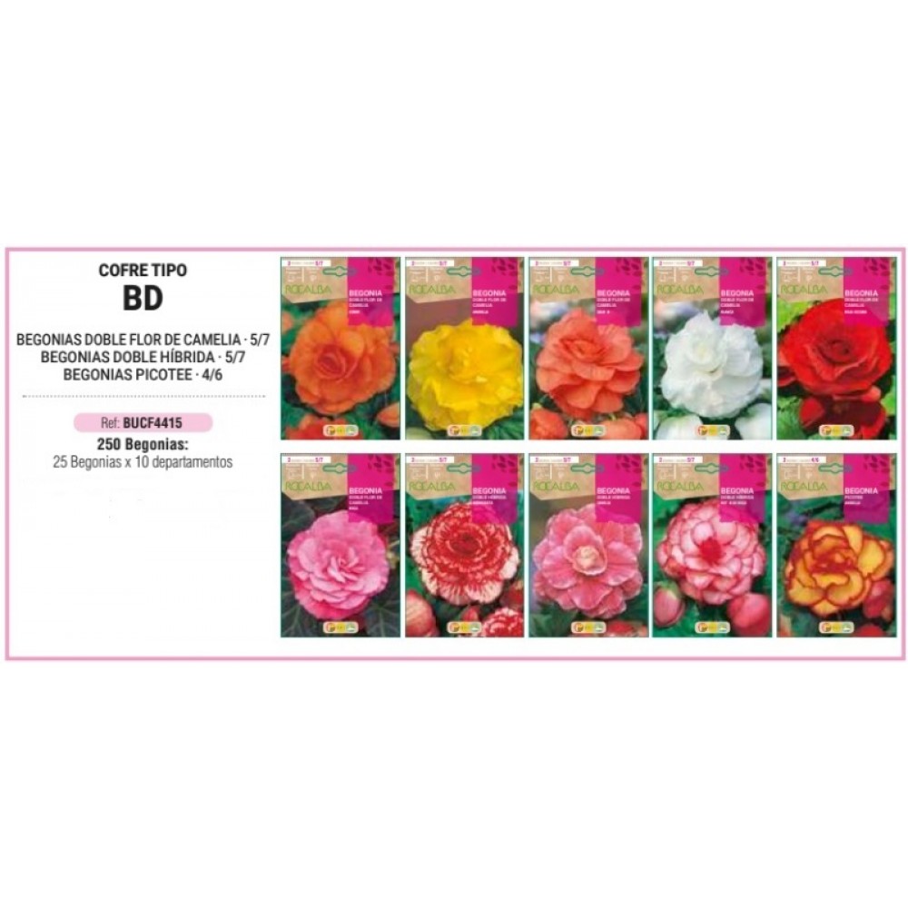 S.BOLBO RO.COFRE TIPO- BD BEGONIAS -BUCF4415