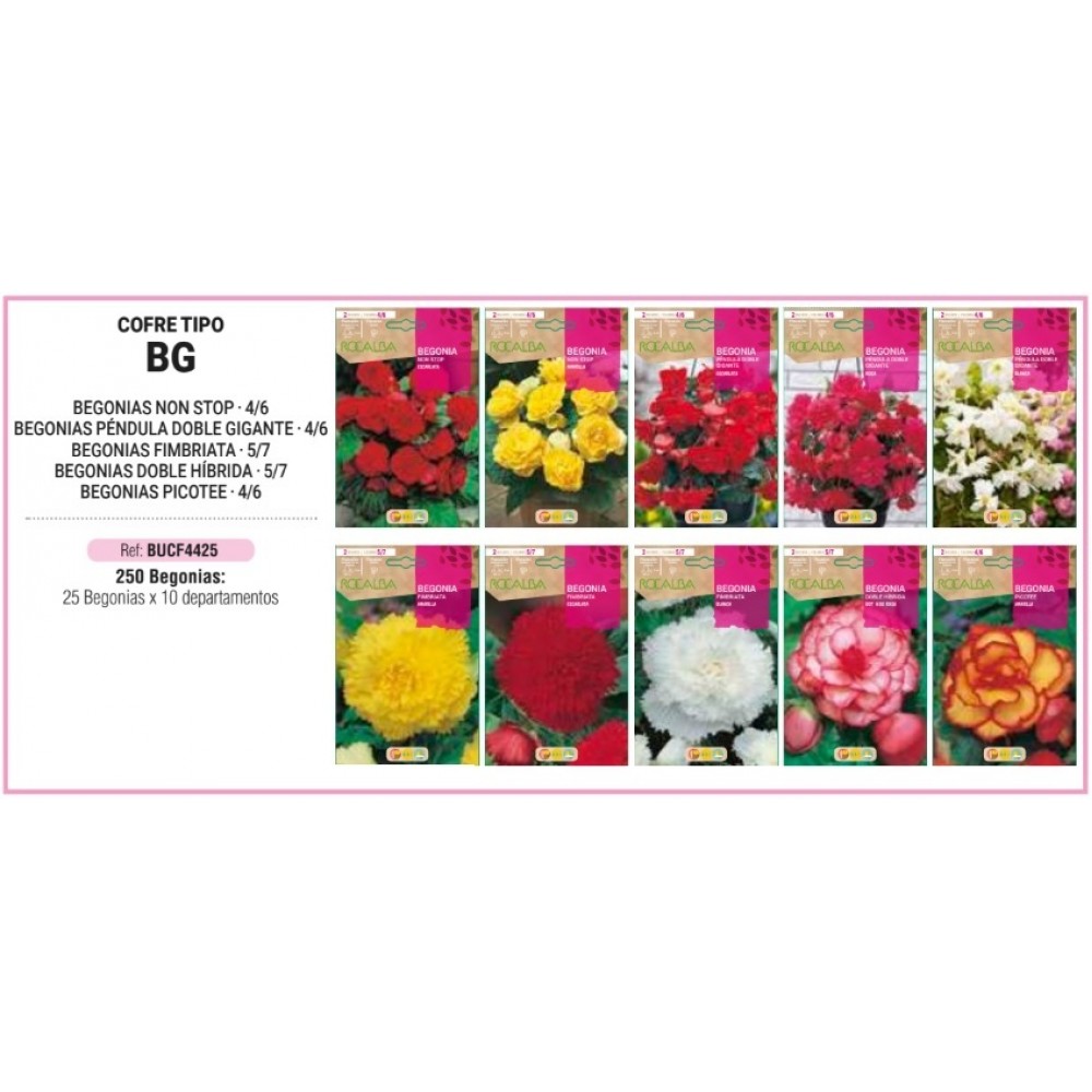S.BOLBO RO.COFRE TIPO- BG BEGONIAS -BUCF4425