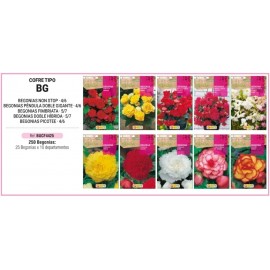 S.BOLBO RO.COFRE TIPO- BG BEGONIAS -BUCF4425