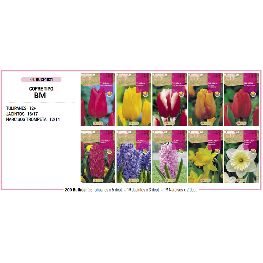 S.BOLBO RO.COFRE TIPO MINI - B TULIPA,JACINT.,NARCISOS BUCF1821
