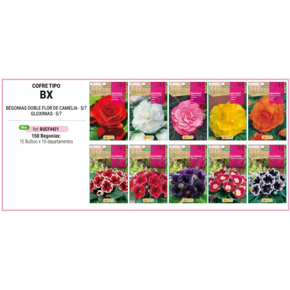 S.BOLBO RO.COFRE TIPO- BX BEGONIAS E GLOXINIAS -BUCF4421