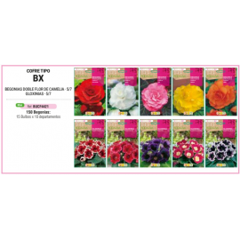 S.BOLBO RO.COFRE TIPO- BX BEGONIAS E GLOXINIAS -BUCF4421