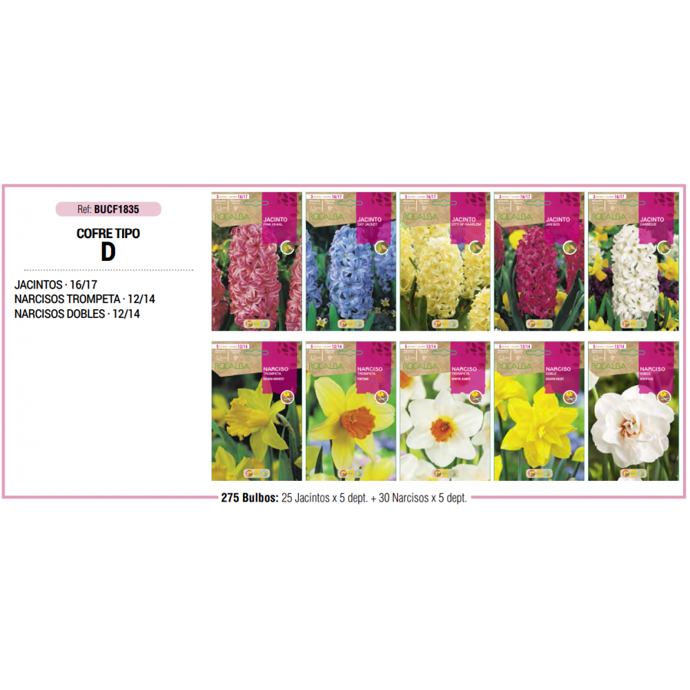 S.BOLBO RO.COFRE TIPO- D JACINTOS E NARCISOS - BUCF1835