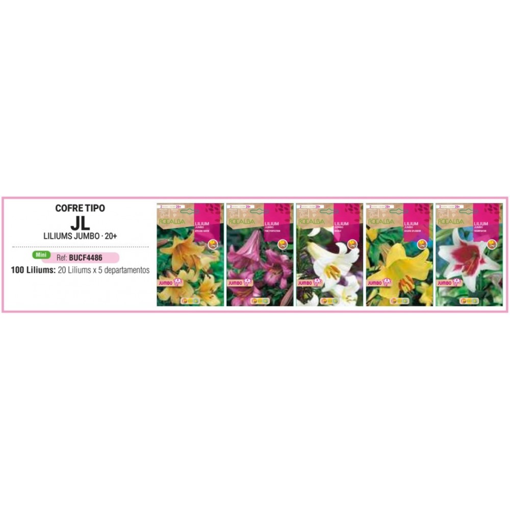 S.BOLBO RO.COFRE TIPO- JL LILIUMS JUMBO -BUCF4491