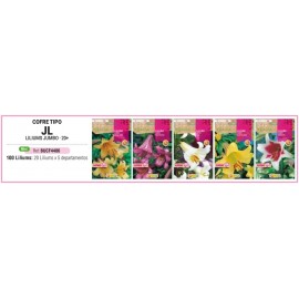 S.BOLBO RO.COFRE TIPO- JL LILIUMS JUMBO -BUCF4491