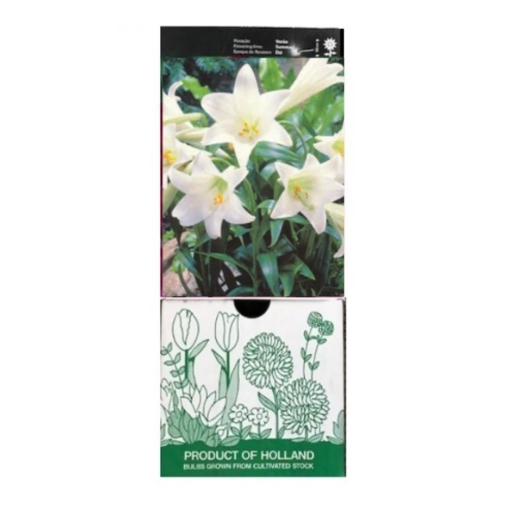 S.BOLBO GR LILIUMS COPO DE LEITE BRANCO 16/18 - CAIXA  30 UNIDADES