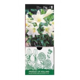 S.BOLBO GR LILIUMS COPO DE LEITE BRANCO 16/18 - CAIXA  30 UNIDADES