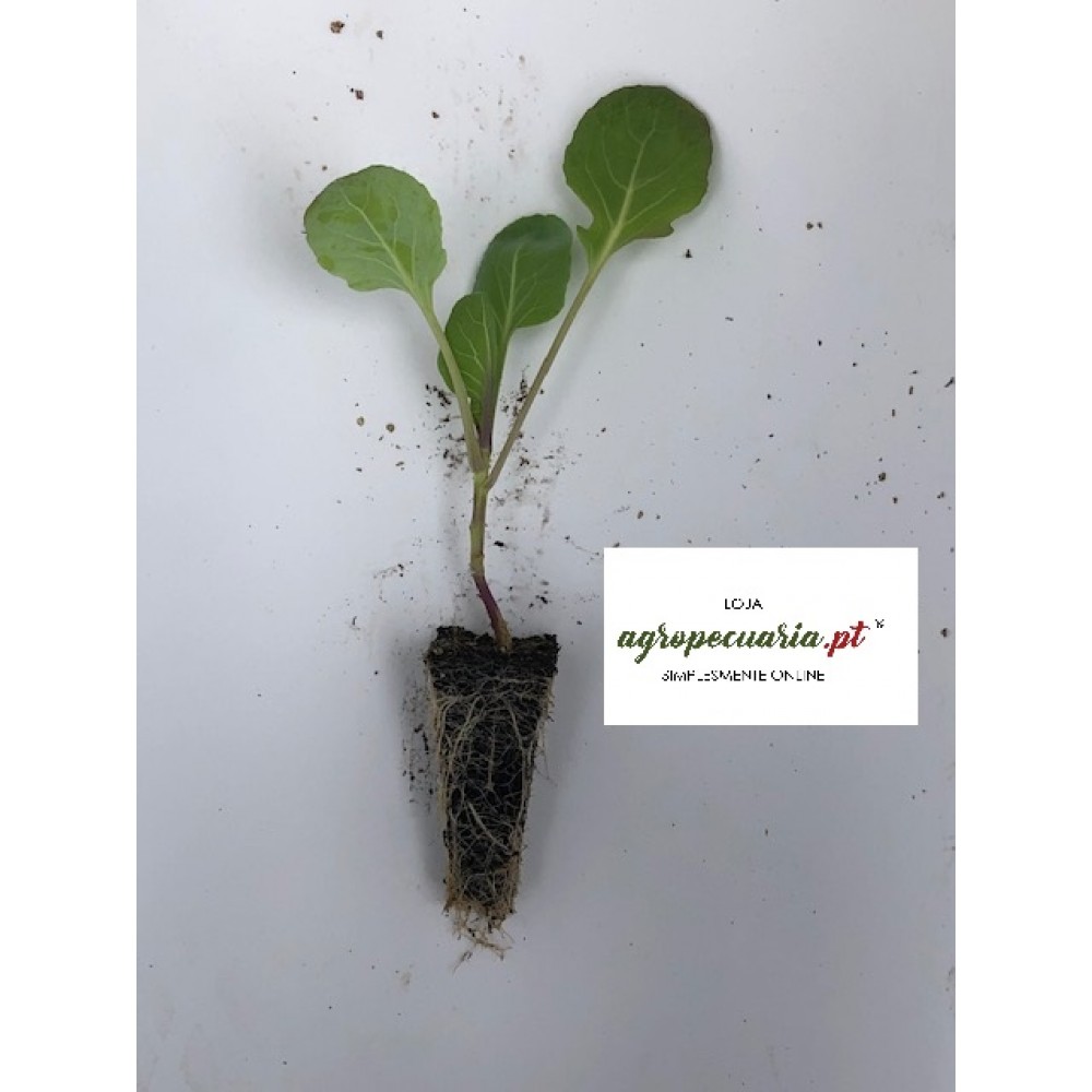S.PLANTA COUVE TRONCHUDA   - UNIDADE