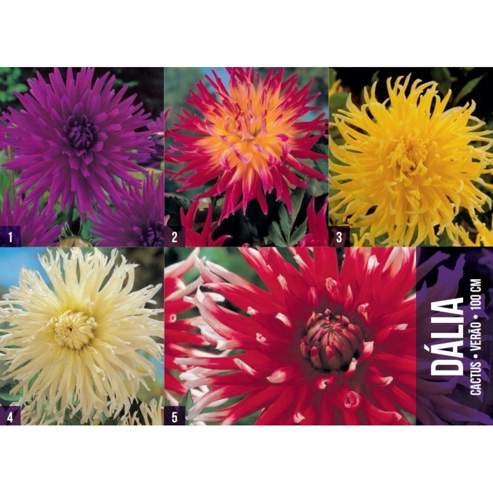 S.BOLBO GR DALIAS CACTUS  - CAIXA 60 UNIDADES