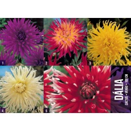 S.BOLBO GR DALIAS CACTUS  - CAIXA 60 UNIDADES