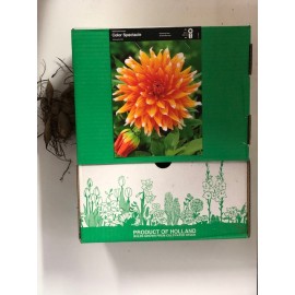 S.BOLBO GR DALIAS CACTUS  - CAIXA 12 UNIDADES