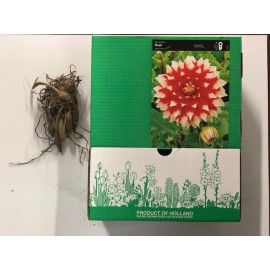 S.BOLBO GR DALIAS DECORATIVA  - CAIXA 12 UNIDADES