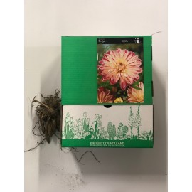 S.BOLBO GR DALIAS DECORATIVA  - CAIXA 12 UNIDADES