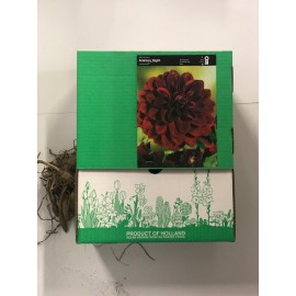 S.BOLBO GR DALIAS DECORATIVA  - CAIXA 12 UNIDADES