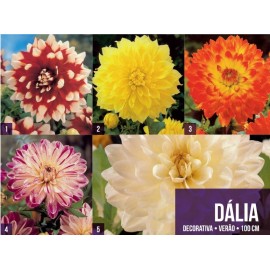 S.BOLBO GR DALIAS DECORATIVA  - CAIXA 50 UNIDADES