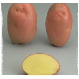 S.BATATA NORIKA BALTIC ROSE 35/55       - 25KG