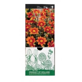 S.BOLBO GR DALIAS TOPMIX MINI  - CAIXA 12 UNIDADES