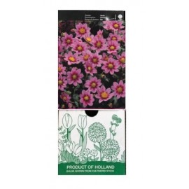 S.BOLBO GR DALIAS TOPMIX MINI  - CAIXA 12 UNIDADES
