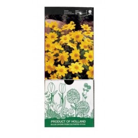 S.BOLBO GR DALIAS TOPMIX MINI  - CAIXA 12 UNIDADES