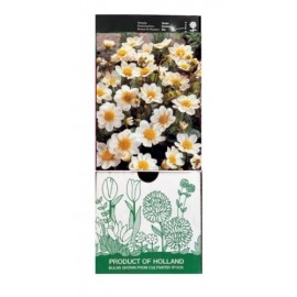 S.BOLBO GR DALIAS TOPMIX MINI  - CAIXA 12 UNIDADES
