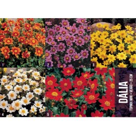 S.BOLBO GR DALIAS TOPMIX MINI  - CAIXA 60 UNIDADES
