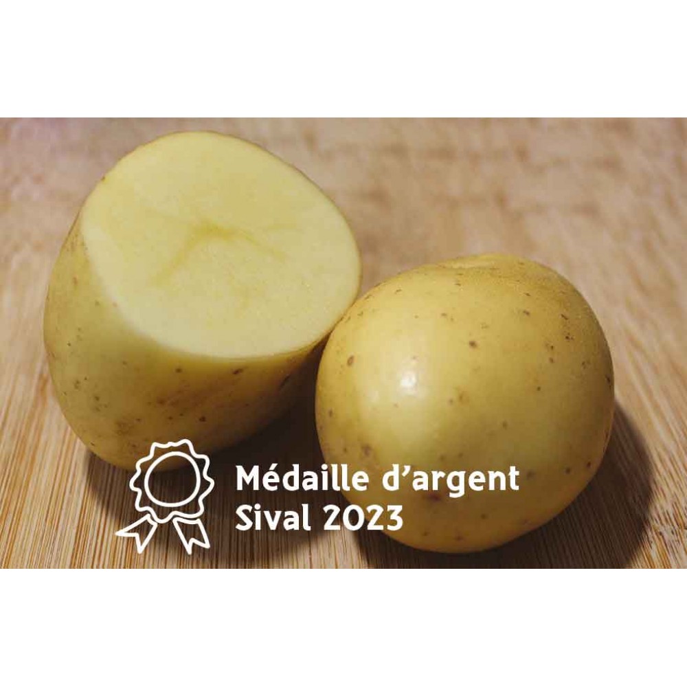 S.BATATA DOUARDEN BIOLOGICA BYZANCE 35/45    - 25KG