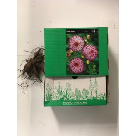 S.BOLBO GR DALIAS POMPOM  - CAIXA 12 UNIDADES