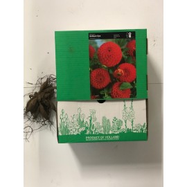 S.BOLBO GR DALIAS POMPOM  - CAIXA 12 UNIDADES