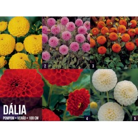 S.BOLBO GR DALIAS POMPOM  - CAIXA 60 UNIDADES