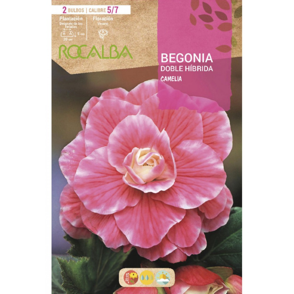 S.BOLBO SAQUETA BEGONIA DOBLE HIBRIDO CAMELIA -EBBG8905