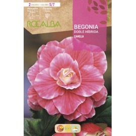 S.BOLBO SAQUETA BEGONIA DOBLE HIBRIDO CAMELIA -EBBG8905