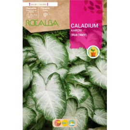 S.BOLBO SAQUETA CALADIUM AARON