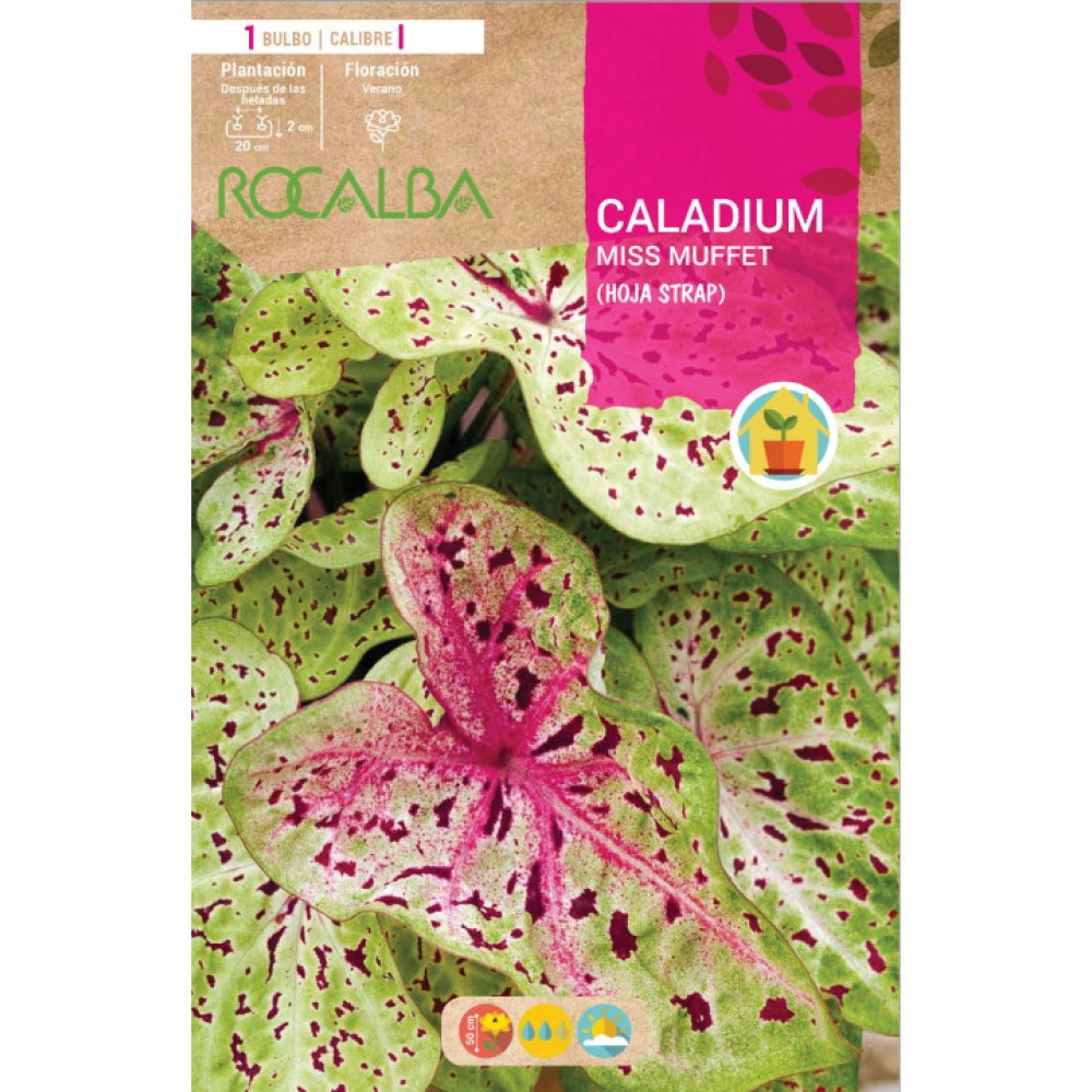 S.BOLBO SAQUETA CALADIUM MISS MUFFET