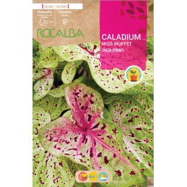 S.BOLBO SAQUETA CALADIUM MISS MUFFET