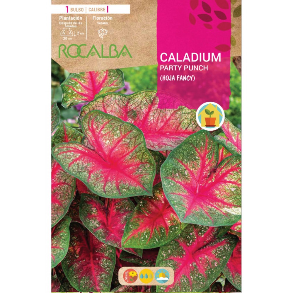 S.BOLBO SAQUETA CALADIUM PARTY PUNCH