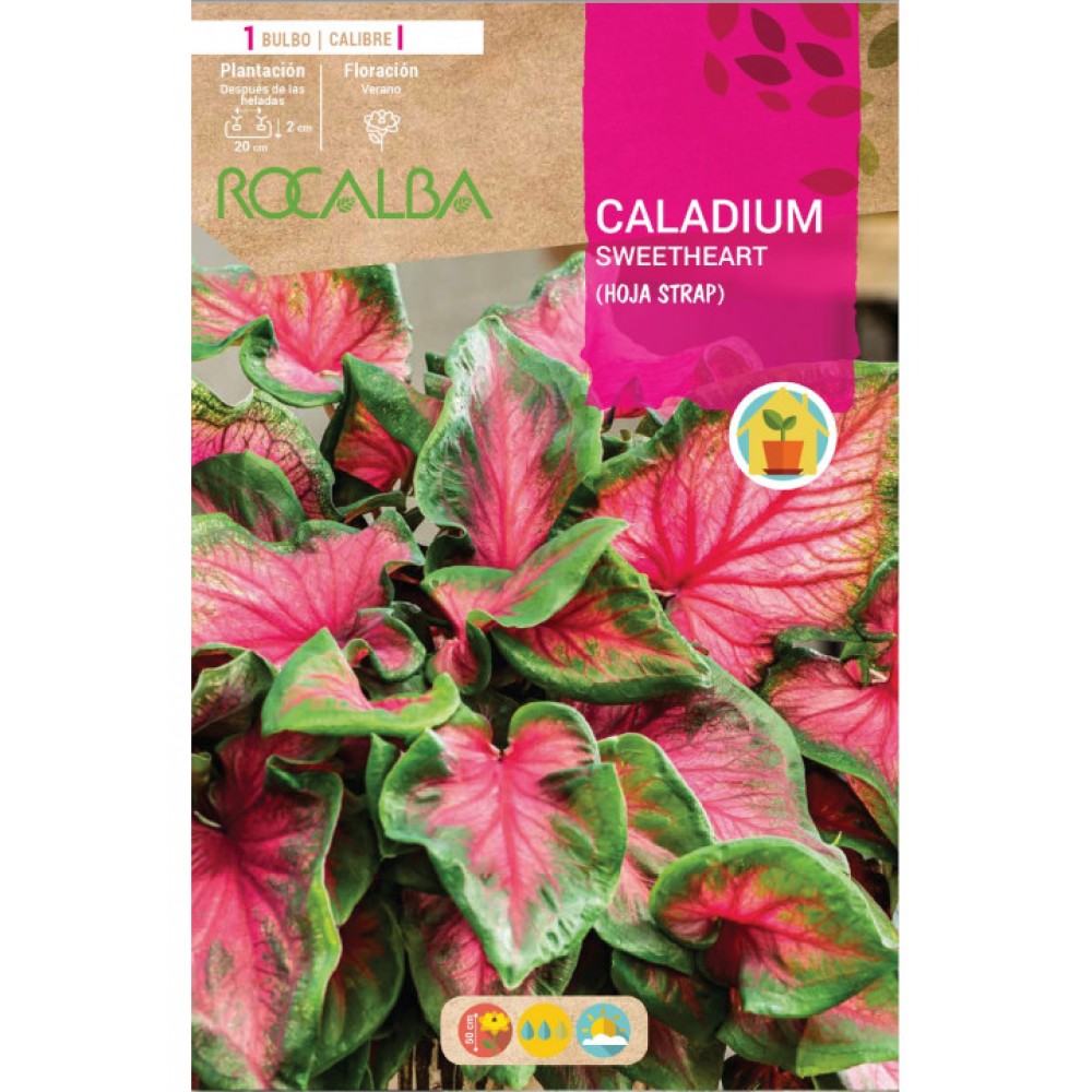 S.BOLBO SAQUETA CALADIUM SWEETHEART