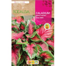 S.BOLBO SAQUETA CALADIUM SWEETHEART