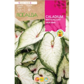 S.BOLBO SAQUETA CALADIUM WHITE DELIGHT