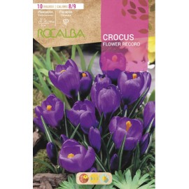 S.BOLBO SAQUETA CROCUS  FLOWER RECORD -PURPURA-EBCR6215