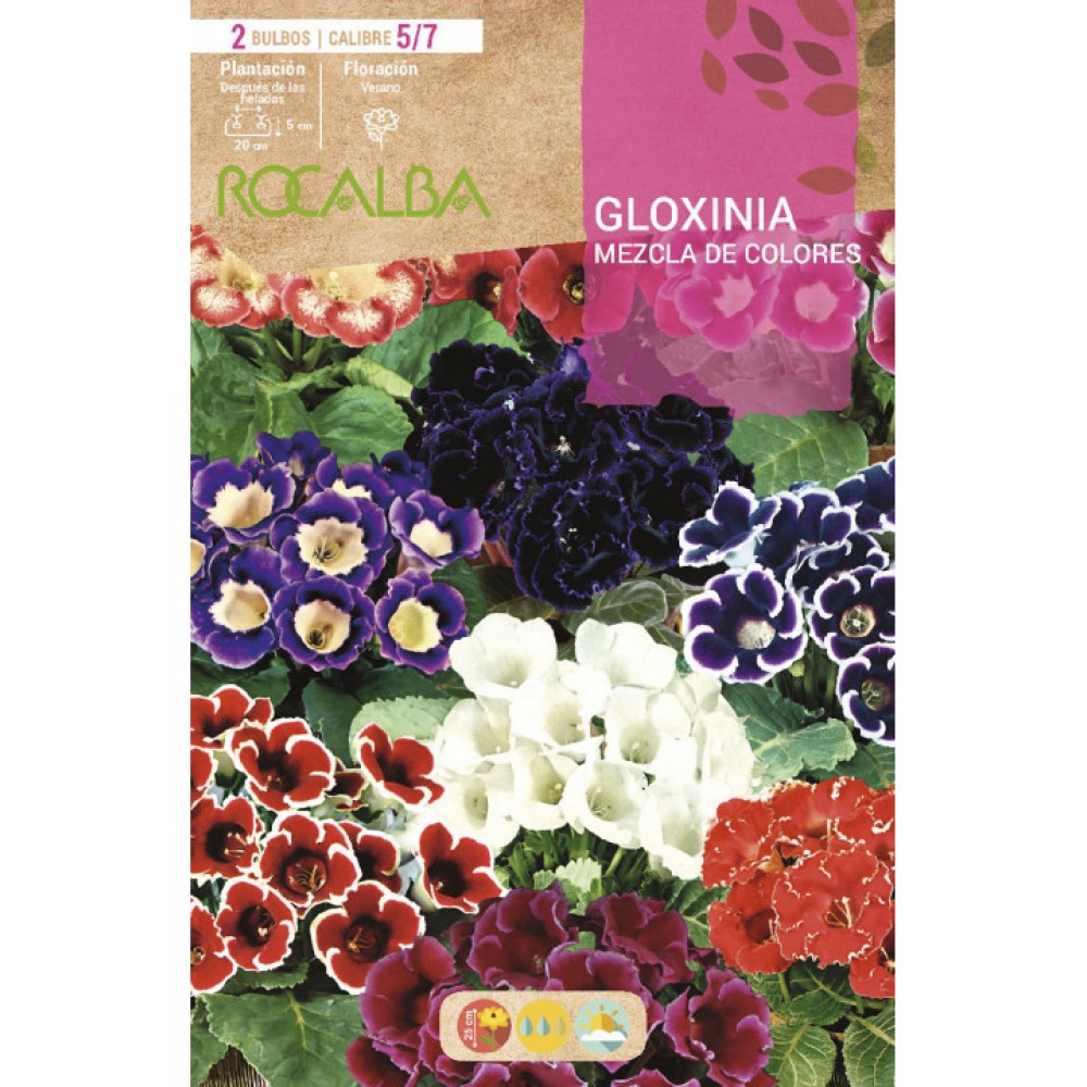 S.BOLBO SAQUETA GLOXINIAS MISTURA CORES