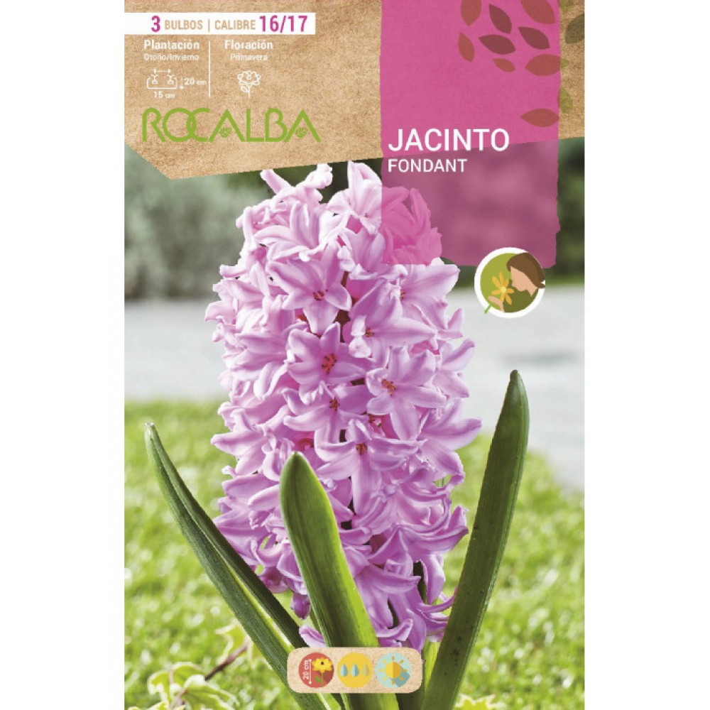 S.BOLBO SAQUETA JACINTO ROSA  FONDANT ROSA CLARO- EBJN5460