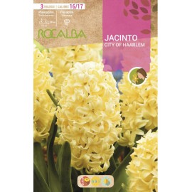 S.BOLBO SAQUETA JACINTO AMARELO CITY OF HAARLEM - EBJN5485