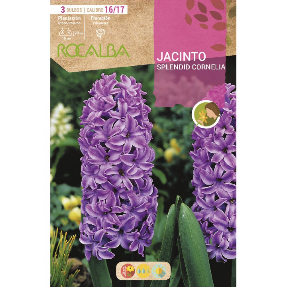 S.BOLBO SAQUETA JACINTO SPLENDID CORNELIA -PURPURAT - EBJN5495