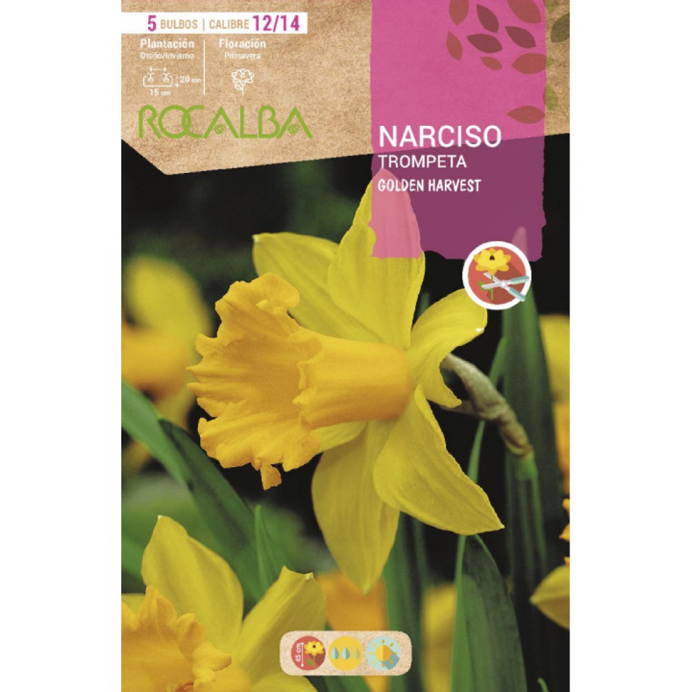 S.BOLBO SAQUETA ROCALBA NARCISO TROMPETA GOLDEN HARVEST -AMARELO-EBNT5655
