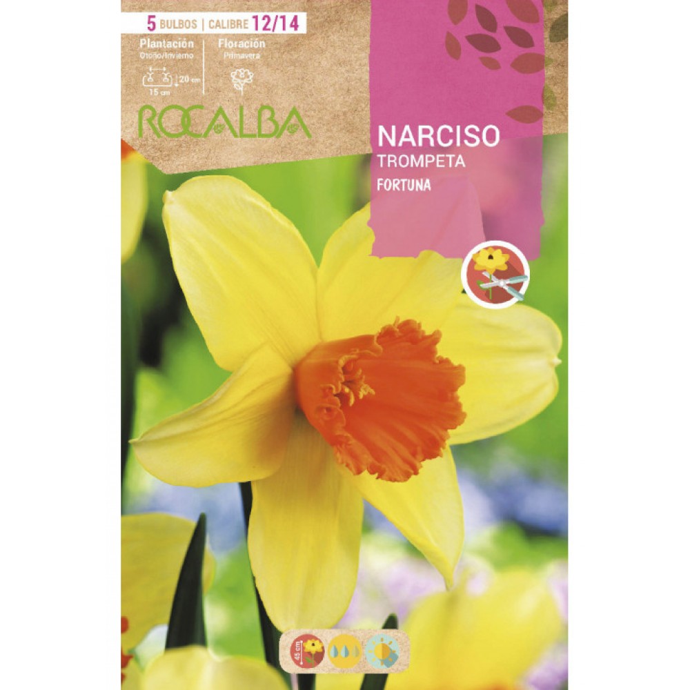 S.BOLBO SAQUETA ROCALBA NARCISO TROMPETA FORTUNA-EBNT5665