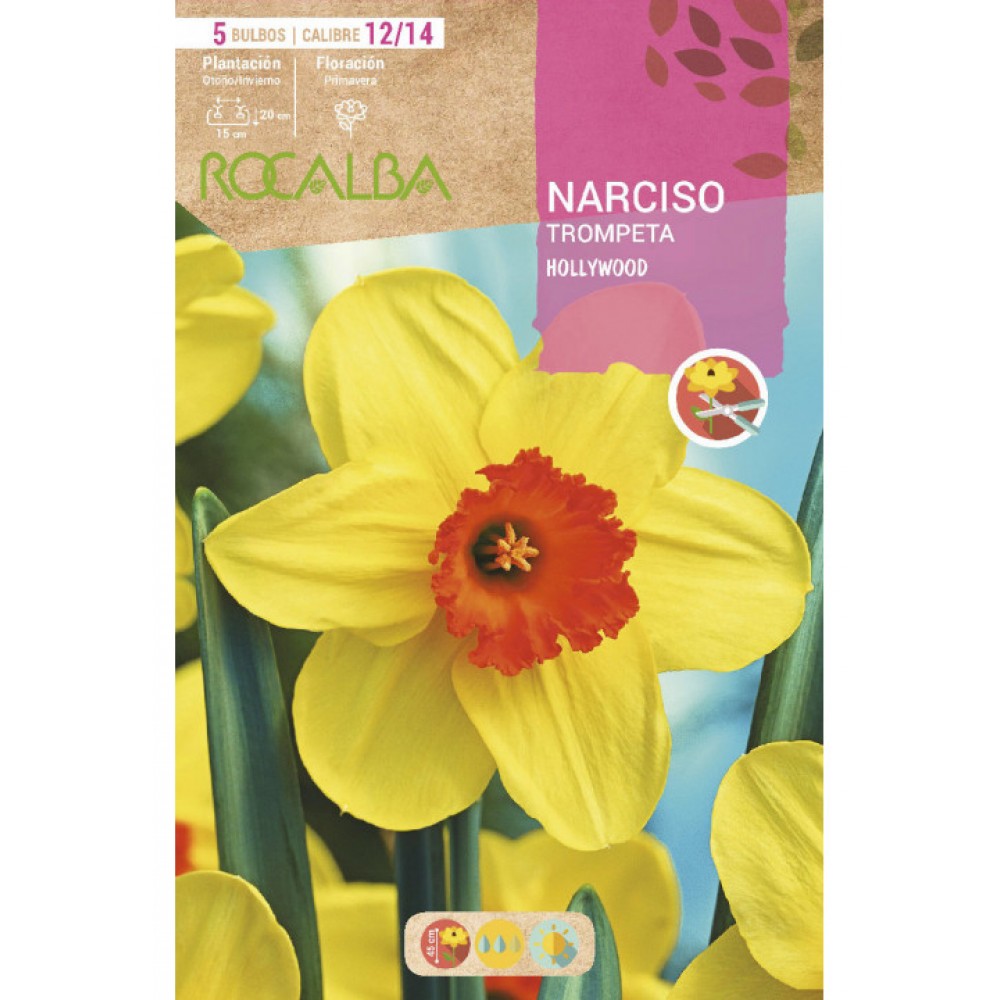 S.BOLBO SAQUETA ROCALBA NARCISO TROMPETA  HOLLYWOOD -AMARELO CENTRO LARANJA